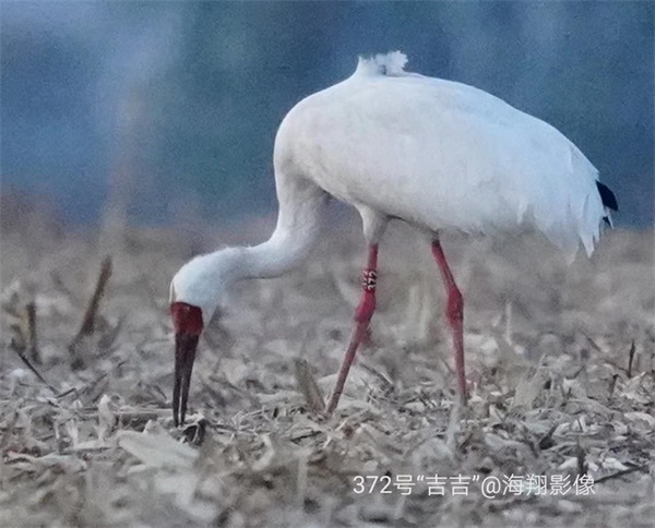 w66,Ұ׷,׷,׷