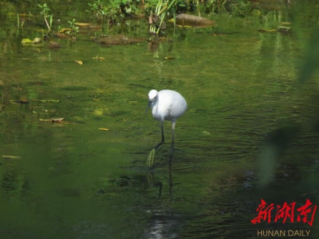 攸县兴林油茶,油茶苗,油茶果,轻基质杯苗,裸根苗,油茶苗价格,油茶苗批发,油茶苗基地 攸县兴林油茶,油茶苗,油茶果,轻基质杯苗,裸根苗,油茶苗价格,油茶苗批发,油茶苗基地